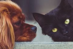 como saber listo adoptar mascota