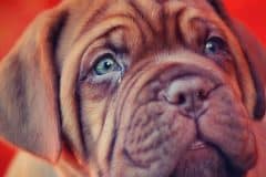 alimentación correcta para perros grandes