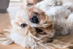 cómo ayudar perro estreñido