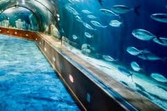 oceanografic acuario