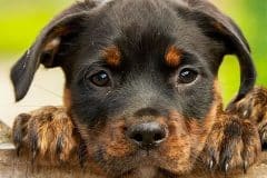 perro bulto piel