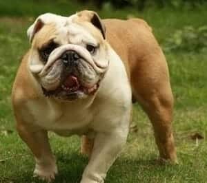 Bulldog Inglés razas de perros medianos