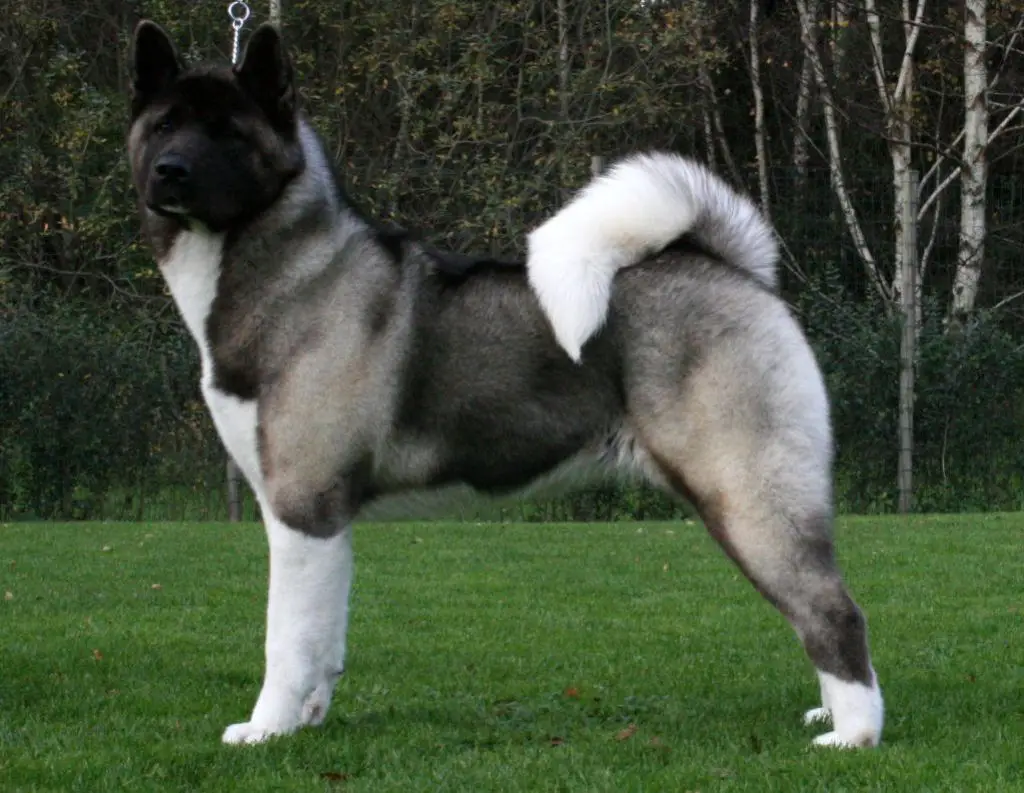 Akita Americano razas de perros grandes