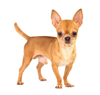 Chihuahua razas de perros miniatura