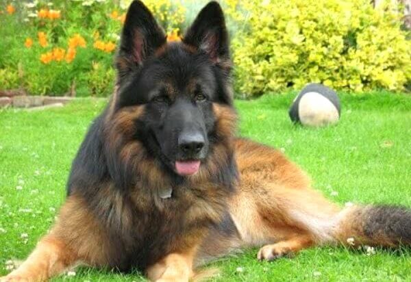 pastor belga razas de perros grandes