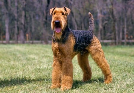 Airedale Terrier razas de perros medianos