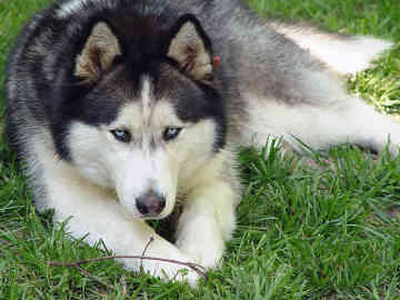 Alaskan Husky razas de perros grandes
