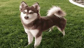 Alaskan Klee Kai razas de perros pequeños