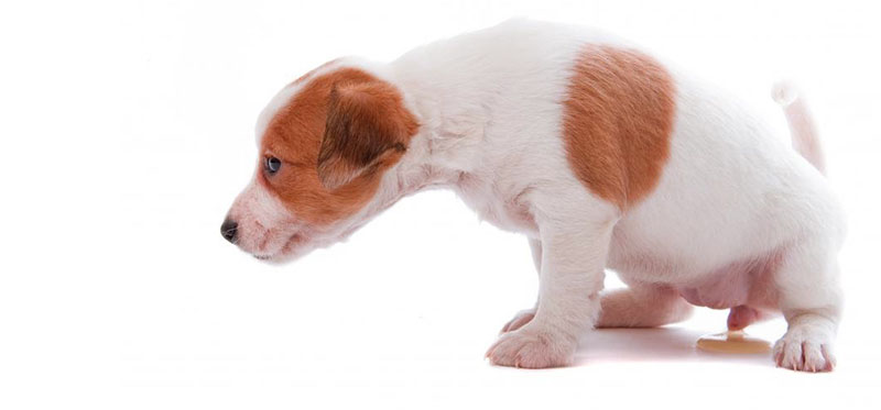 primer año de tu perro