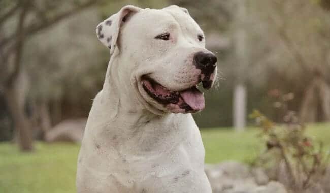 Dogo Argentino razas de perros grandes