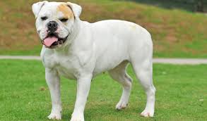 American Bulldog razas de perros grandes