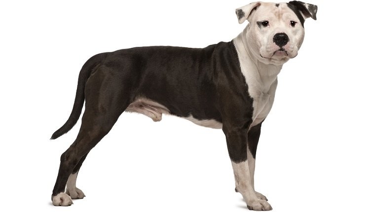 American Staffordshire Terrier razas de perros grandes