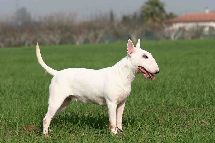 Bull Terrier razas de perros medianos