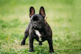 Bulldog Francés razas de perros pequeños
