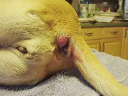 cancer rectal perros)