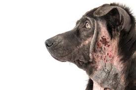 Dermatitis atópica en perros