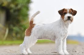 Jack Russell Terrier Razas de perros pequeños