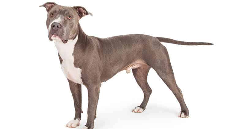 Pit bull terrier americano razas de perros medianos