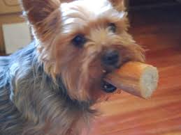 Pueden los perros comer pan