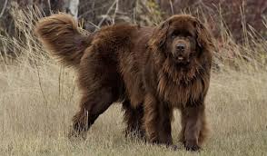 Terranova razas de perros gigantes