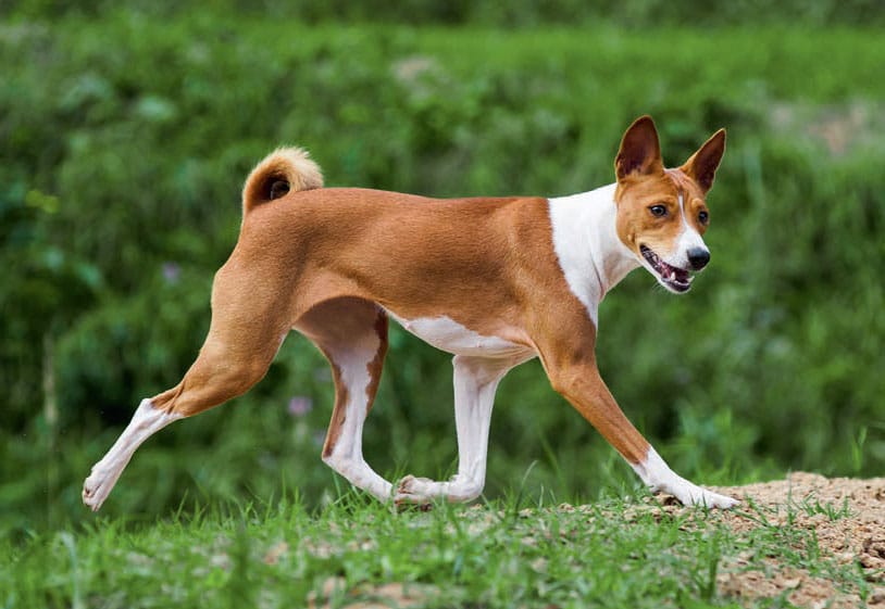 Basenji razas de perros pequeños