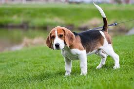 Beagle raza de perros pequeños