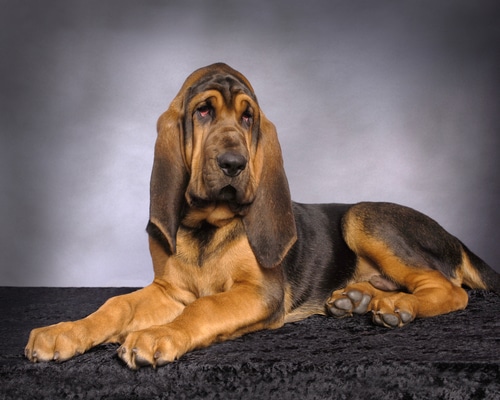 Bloodhound razas de perros grandes