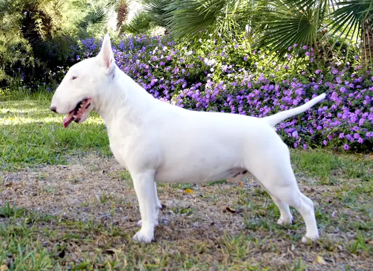 Bull Terrier Miniatura razas de perros pequeños