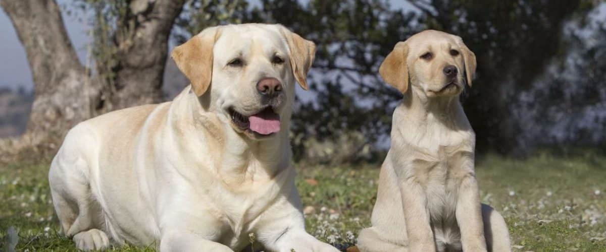 Perro Raza Labrador 126º Labrador Retriever razas de perros grandes - Mrperros.com