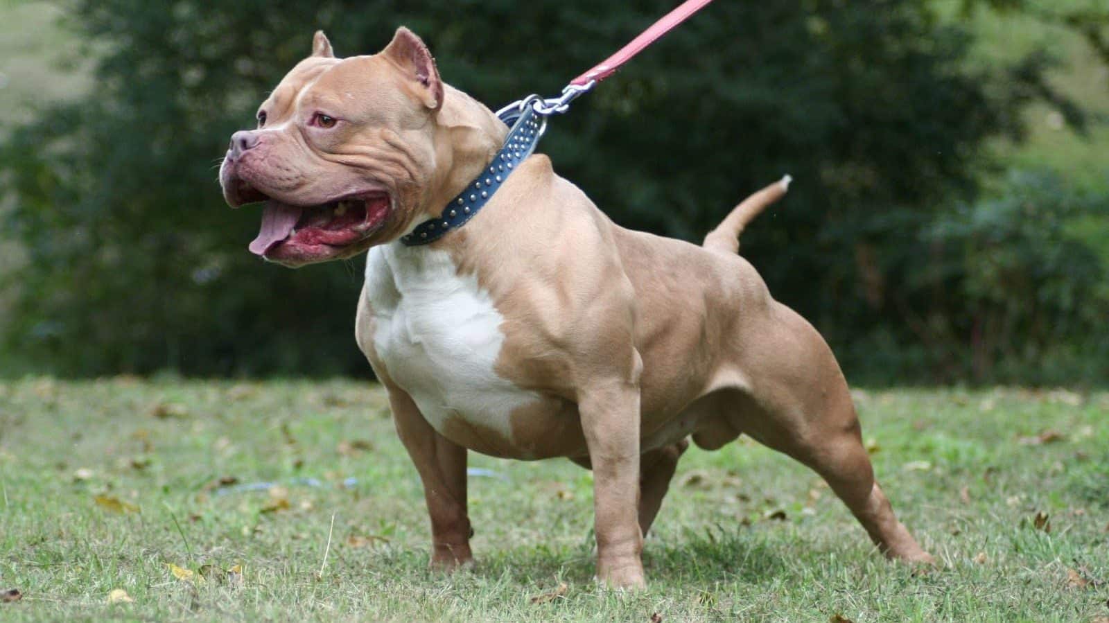 207º Pit bull terrier americano razas de perros medianos - Mrperros.com