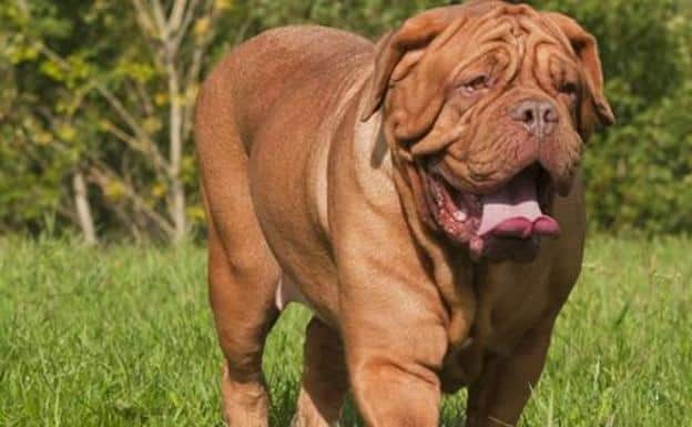 Dogo de Burdeos razas de perros gigantes