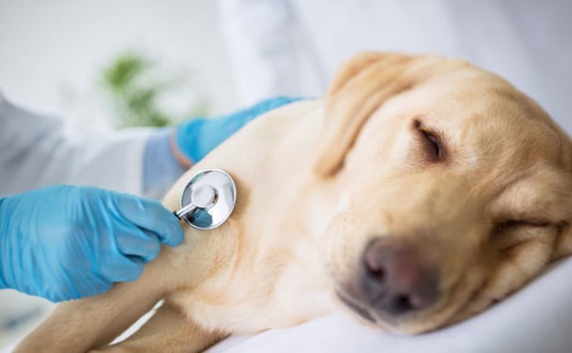 Enfermedades comunes del perro que se ven afectadas por la nutrición