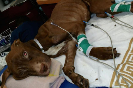 fístula arteriovenosa en perros
