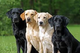 Labrador Retriever razas de perros grandes