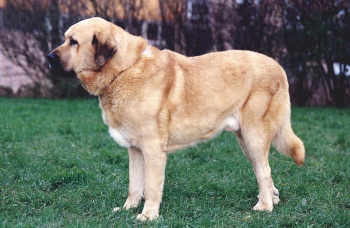 Mastín Español razas de perros gigantes