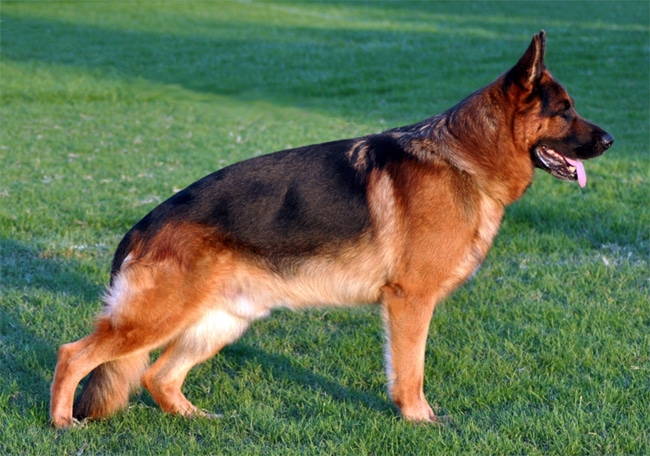 Pastor Alemán razas de perros grandes, pastor alemán cachorro