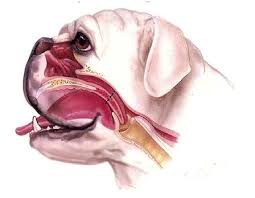 Síndrome braquicéfalo en perros