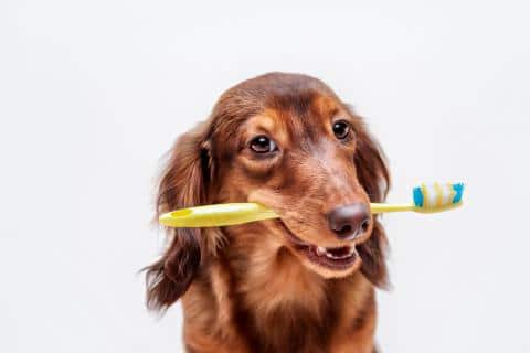 enfermedades dentales en perros