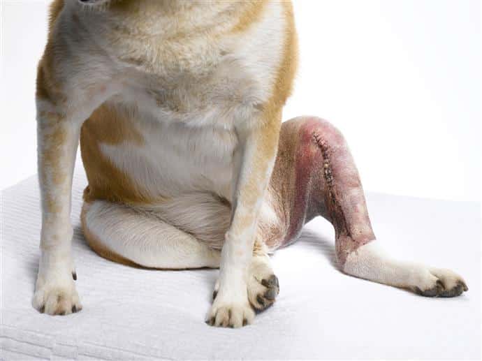 de ligamento rasgado de rodilla en perros