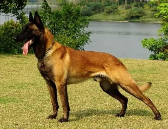 pastor belga malinois razas de perros grandes