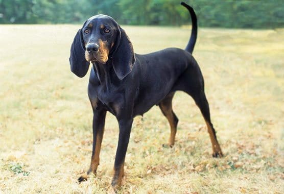 Black and Tan Coonhound razas de perros grandes