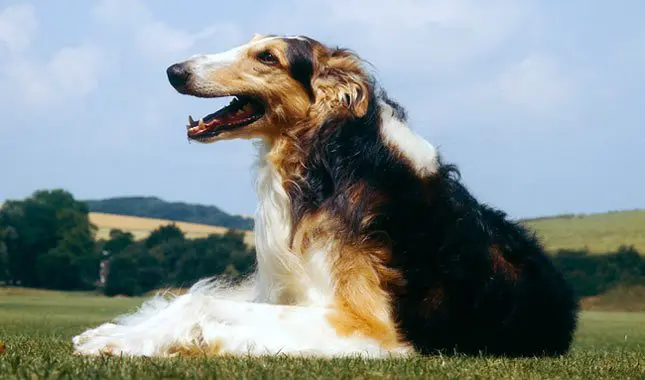 Borzoi razas de perros grandes
