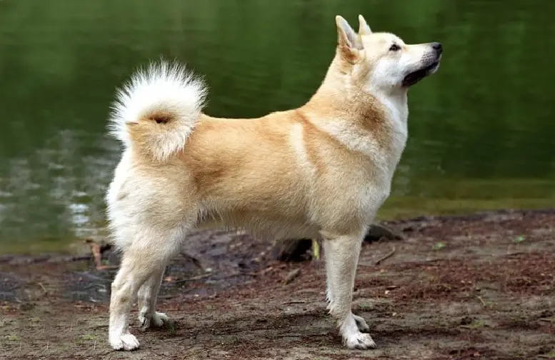 Buhund Noruego razas de perros medianos