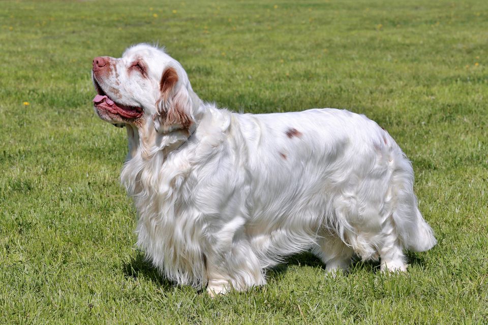 Clumber Spaniel razas de perros grandes