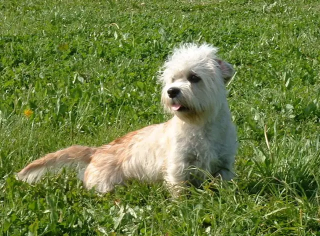 Dandie Dinmont Terrier razas de perros pequeños