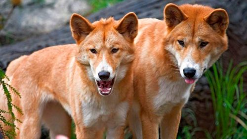 Dingo Australiano razas de perros medianos