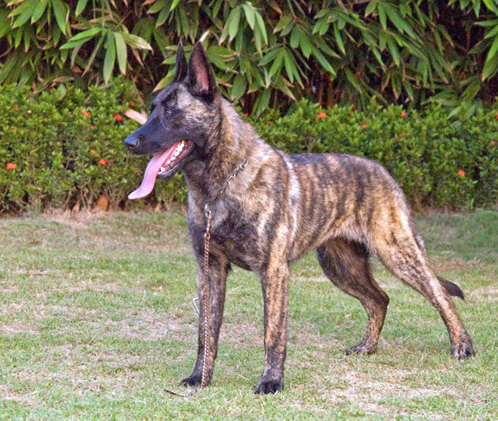 Dutch Shepherd razas de perros grandes