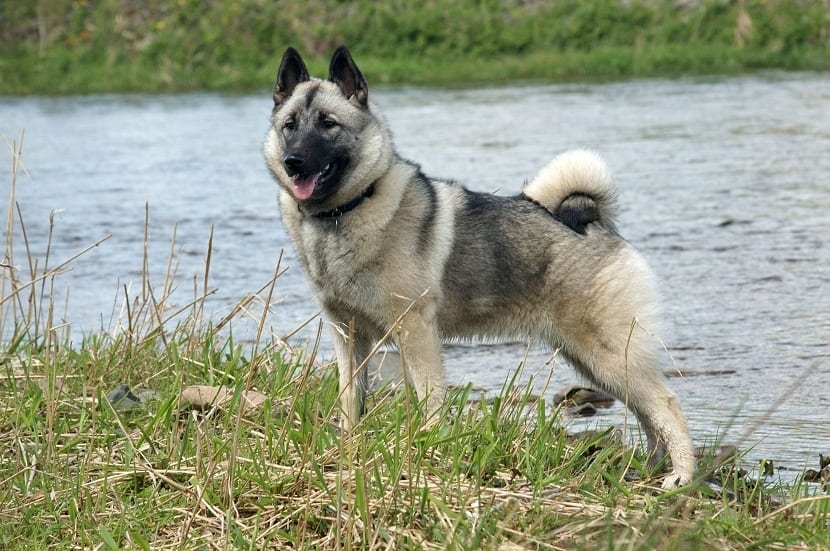 Elkhound Noruego razas de perros medianos