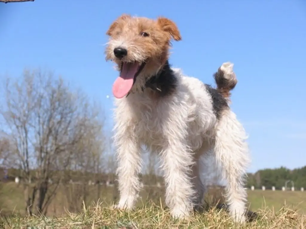 74º Fox Terrier razas de perros pequeños 74º Fox Terrier razas de perros pequeños