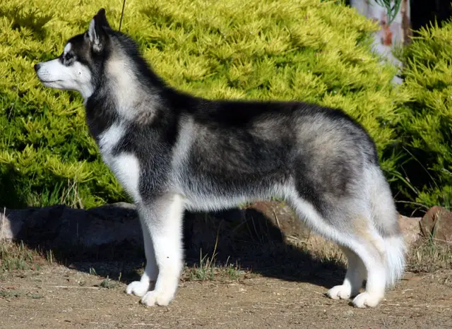 Husky Siberiano razas de perros medianos